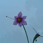 Sisyrinchium rosulatum 花