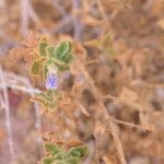 Pogonospermum cleomoides Blüte