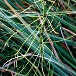 Equisetum fluviatile Blad