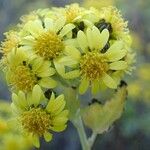 Chrysanthemum lavandulifolium