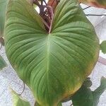 Homalomena rubescens Hoja