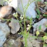 Torilis leptophylla Habit