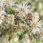 Mimosa aculeaticarpa Flor