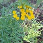 Tanacetum vulgareFlower