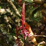 Bulbophyllum nigericum Květ