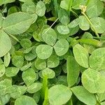 Trifolium repens Blad