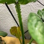 Philodendron mamei 形態