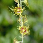 Mitella pentandra 花