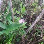 Kalmia polifolia Cvet