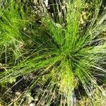 Isolepis cernua Yaprak