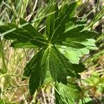 Geranium richardsonii Foglia