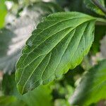 Salvia farinacea Blatt