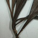 Psychotria anceps Ostatní
