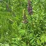 Lupinus perennis Агульны выгляд