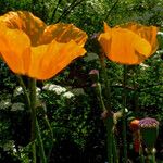 Papaver apulum Fruit