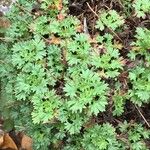 Saxifraga canaliculata Hoja