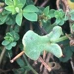 Rumex acetosella Leaf