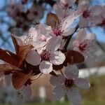 Prunus cerasifera Kwiat