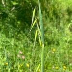 Avena barbata Hábitos