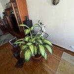 Dieffenbachia seguine Natur