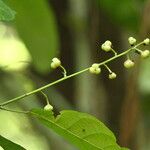 Grossera paniculata Fruit