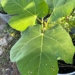 Ficus carica Ліст