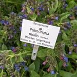 Pulmonaria mollis Anders