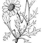 Leucanthemum coronopifolium Ďalší