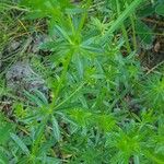 Galium lucidumFuelha