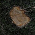 Xylosma vincentii Φλοιός