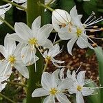 Eremurus himalaicus Flower