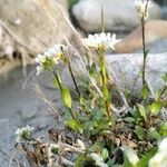 Arabis soyeri Leaf