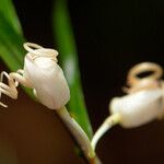 Dendrobium camaridiorum