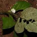 Hymenocoleus hirsutus Blomma