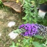 Buddleja davidiiFlower