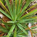 Paepalanthus alpinus Leaf