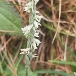 Spiranthes spiralisFlower