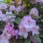 Rhododendron maximumΛουλούδι