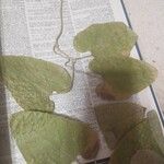 Aristolochia macrophylla Листок