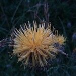 Centaurea collina Flower