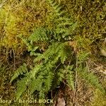 Woodsia ilvensis Hábitos