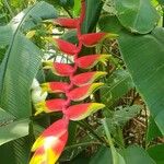 Heliconia rostrataফুল