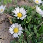 Bellis perennisFloare