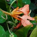 Tropaeolum minus Flor