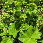 Alchemilla glabra Blad