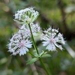 Astrantia major Blomst