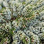 Abies koreana Хабит