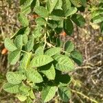 Rosa rubiginosa Leaf