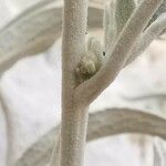 Inula verbascifolia 樹皮