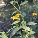 Helianthus divaricatusBlad